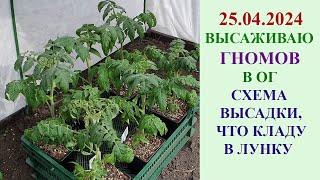 ВЫСАЖИВАЮ ГНОМОВ В ОТКРЫТЫЙ ГРУНТ 25.04.2024. СХЕМА ВЫСАДКИ, ЧТО КЛАДУ В ЛУНКУ.