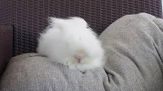 Fluffy Rabbit Enjoying the Wind 