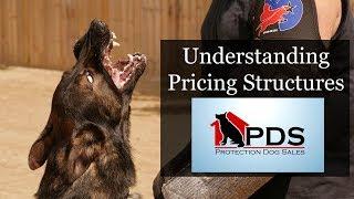 How Are Elite Executive Level Family Personal Protection Dogs Priced? How To Buy Where To Buy ? PDS