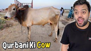 Qurbani Ke Liye Cow Le Li ️ | Mandi Ka Khoobsurat Janwar 