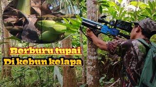 Berburu tupai kelapa sepot skitar rumah warga//sniper sobo alas