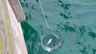 How to use a Bridge Net on a Fishing Pier