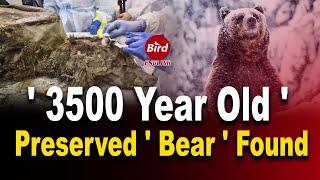 3500 Year Perfectly Preserved Old Ancient Bear Found In Siberian permafrost Dissected | Bird English