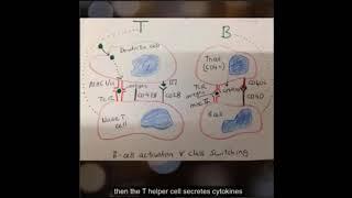 B-cell activation and class switching