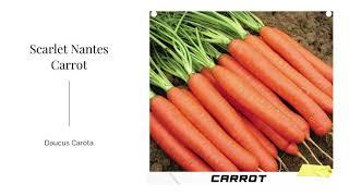 Scarlet Nantes Carrot Daucus Carota Orange Organic Open Pollinated Heirloom GMO Free Vegetable Seeds