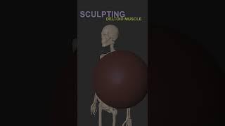 Master 3D Sculpting Anatomy | Deltoid Muscle  in ZBrush