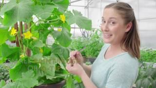 How to Hand-Pollinate for More Cucumbers