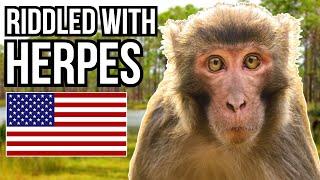3 Non-Native Primates That Can Be Found In Florida