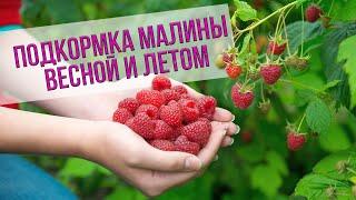 Чем подкормить малину - рекомендации Анатолия Сидоровича. Особенности капельного полива малины