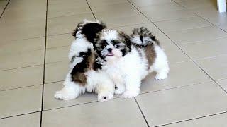 Ban and Ozzy the Two Cute Brothers Shih Tzu Puppies || TOO CUTE