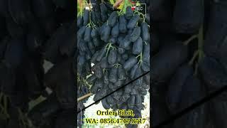 Anggur Hitam Unik Tanpa Biji Dan Panjang Import, Jenis Anggur Moondrop Black Seedless.. #shorts 5