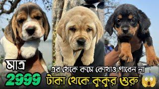 5999 টাকায় রটওয়াইলার | Serampore Pet Market | Recent Dog Puppy Price Update | Serampore Dog Market