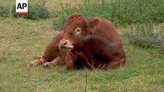 UK farmers worried by Brexit crisis