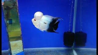 Top 10 Most Beautiful Thaisilk Flowerhorn Cichlid In The World