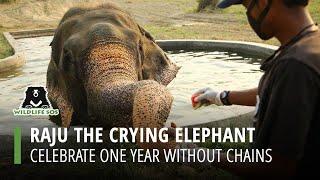Raju's One Year With No Tears!