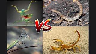 #insects wold,#mantis vs #scorpion ,the ending is unexpected,#insects world #battle