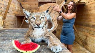 REACTION OF LYNXES, BEAVER AND RACCOONS TO WATERMELON