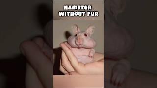 How animals look like without fur #youtubeshorts #shortsfeed #facts #shortsvideo