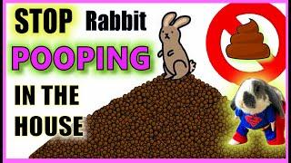 How do I stop my rabbit pooping everywhere? | Rabbit Litter Training