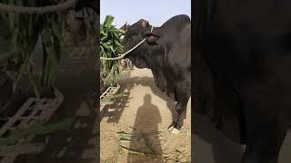 Mashallah Heavy Weight Black  Beauty || Qurbani 2021 ||#shortvideo || Multan Cow Mandi