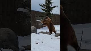 grizzly bear doing somersaults and playing in the snow