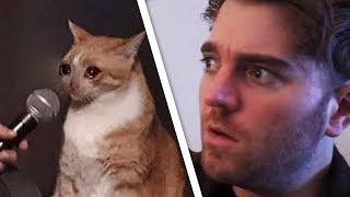 Shane vs Cat  PEW NEWS