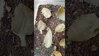 Propagate succulents #succulents #plant #shortsvideo #mayesawika #propagate #flower #garden