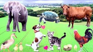 Cute Animals Sounds: elephant .Snake .Kitten.Cow. Monkey. Gote. Dog. Lion .Parrot