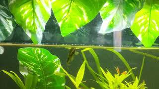 Copella arnoldi/ Splash tetra breeding/spawning