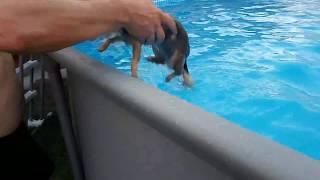 Angry Chihuahua in the Pool