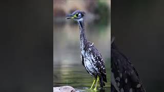 Awesome bird wildlife # Short 88