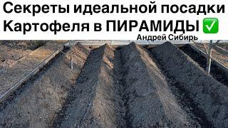 Сажаю 250 КЛУБНЕЙ в мае -получаю 12 МЕШКОВ в сентябре! Посадка Американки в ПИРАМИДЫ 2022 год.