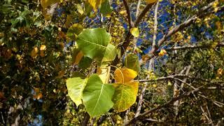 Leaves Blowing In The Wind Stock Footage