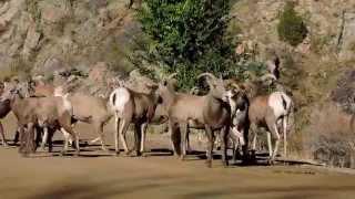 Big Horned Sheep During Mating Season