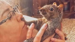 Squirrel Never Stops Coming Back to the Woman Who Saved Her