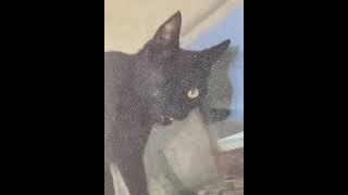 cat gets stuck between window and screen