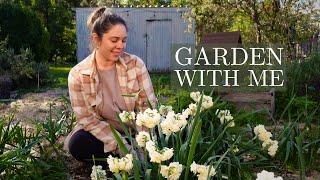 A Few Peaceful Days in My Garden  Pruning the Hydrangea, Planting Society Garlic & Crop Updates