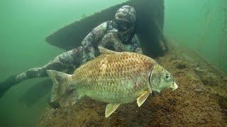 Spearfishing FRESHWATER w/ Mulletman BUFFALO Ribs Catch Clean Cook & Freshwater Drum! 2