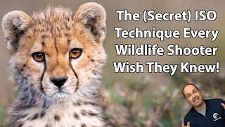 The (Secret) ISO Trick Every Wildlife Shooter Wish They Knew!