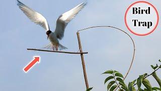 How To Trap A Bird Easy  Tree Bird Trap Easy | Bird Catching