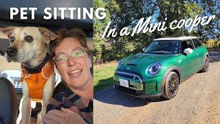 Pet sitting in an electric car 