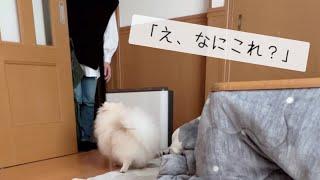 サプライズで実家に犬を連れて帰ったら、何も知らない家族の反応が面白すぎた！(GW帰省前編)