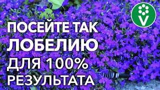 САМЫЙ ПРОСТОЙ СПОСОБ ВЫРАЩИВАНИЯ ЛОБЕЛИИ! Посев семян и уход за сеянцами