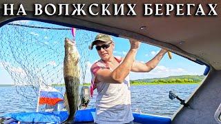 Trolling fishing on the VOLGA. Pike perch attacks!