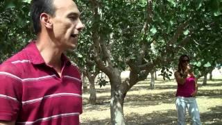 Pistachio Education Male Female Trees | Wonderful Pistachios Harvest Tour 2010