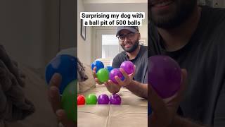 Surprising my dog with a ball pit of 500 balls!!  #dogs #shorts #cockapoo