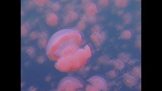 jellyfish edit