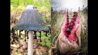 The Scariest Mushrooms in the World