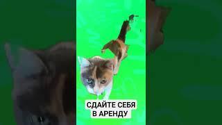 Как быстро просветлеть