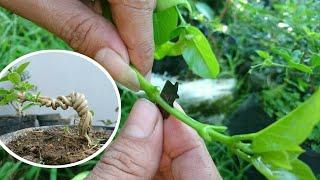 Sancang Pelintir Extrem Kita Produksi Lagi || Premna Microphylla Bonsai